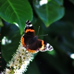 Vanessa Atalanta