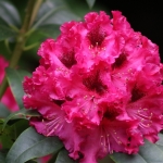 Rhodondendron