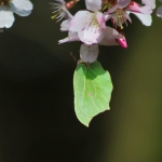 citroenvlinder