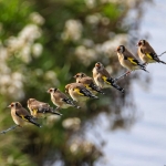 Distelvink ( puttertjes)