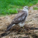 Blonde buizerd