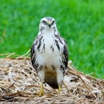 Blonde buizerd