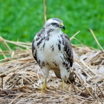 Blonde buizerd