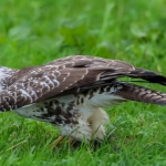 Blonde buizerd