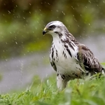 Blonde buizerd