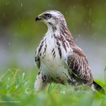 Blonde buizerd