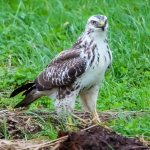 Blonde buizerd