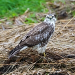 Blonde buizerd