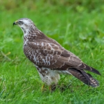 Blonde buizerd