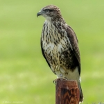 Buizerd