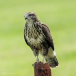 Buizerd