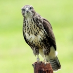 Buizerd