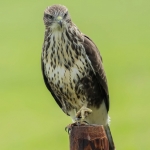 Buizerd