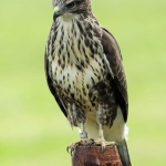 Buizerd