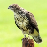 Buizerd