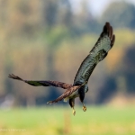 Buizerd