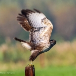 Buizerd