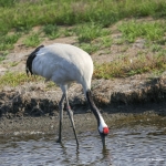 Chinese Kraanvogel 