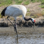 Chinese Kraanvogel 