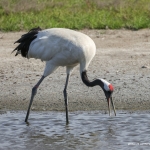Chinese Kraanvogel 