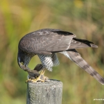 Sperwer met prooi