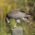 Sperwer met prooi