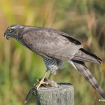 Sperwer met prooi