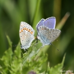 Paring Icarusblauwtje 