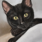 Jong zwart katje