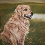 Golden retriever 2