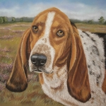 Basset Hound