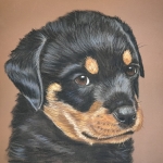 Rottweiler Pup