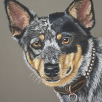 Australian Cattle Dog