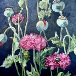 Papavers 