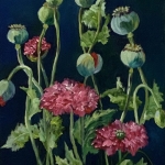 Papavers 