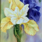 Iris geel blauw 