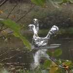 Zwaan