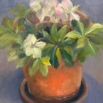 Helleborus