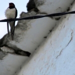 The Chatty Birds of Las Canteras