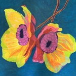 Helleborus
