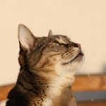 Poezen