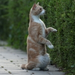 Poezen