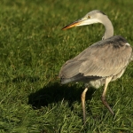 Reigers