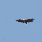 Vogels