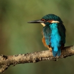 ijsvogel