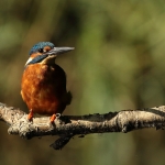 ijsvogel