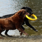 Honden