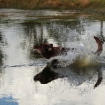 Honden