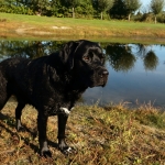 Honden