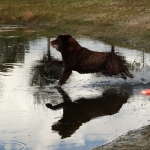 Honden